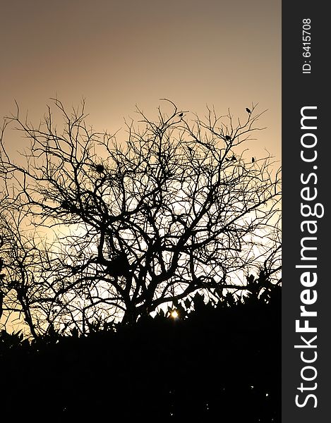 Detail of tree silhouette and branches against sunset background