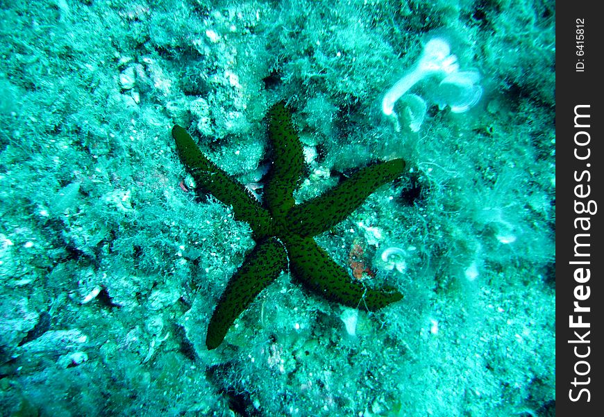 Starfish seabed greece water red fish dives underwater diving depth