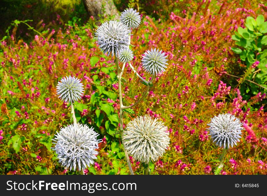 Giant dandelions on fresh green and pink mountain (alpine) meadow