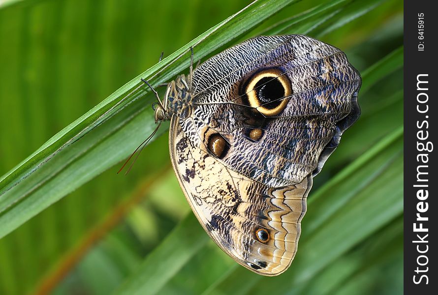 A tropical butterfly shot upside down. A tropical butterfly shot upside down