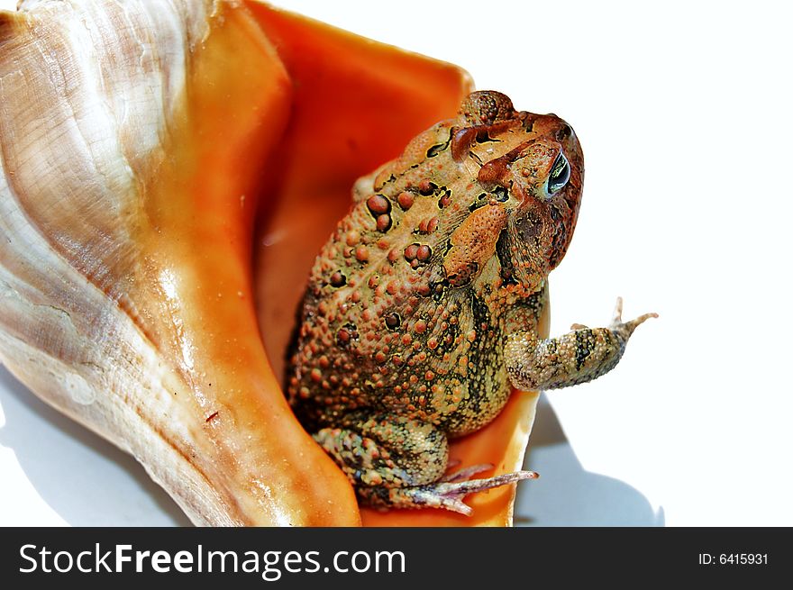 Brown toad in sea shell. Brown toad in sea shell