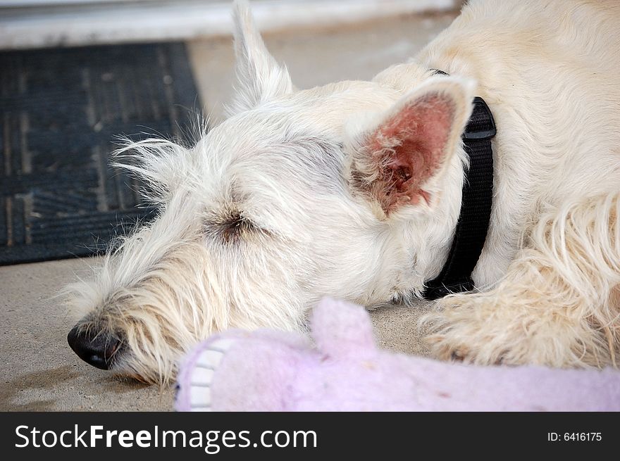 Wheaten Scottie pup resting on the porch after playing hard. Wheaten Scottie pup resting on the porch after playing hard.