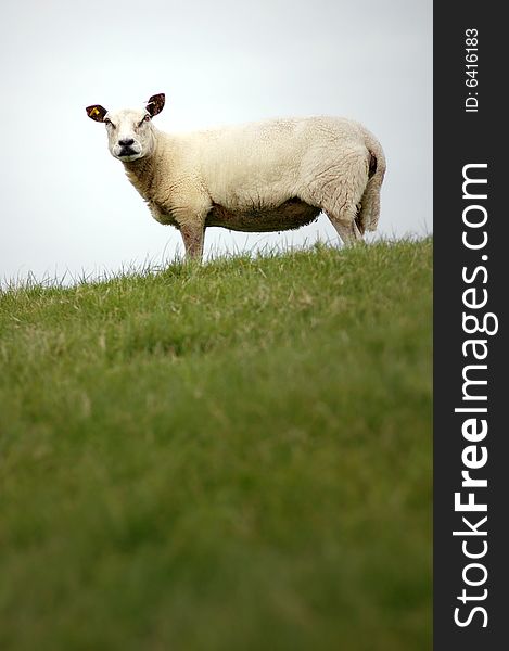 Single sheep standing at the top of a grass grown dike, looking at the camera. Single sheep standing at the top of a grass grown dike, looking at the camera