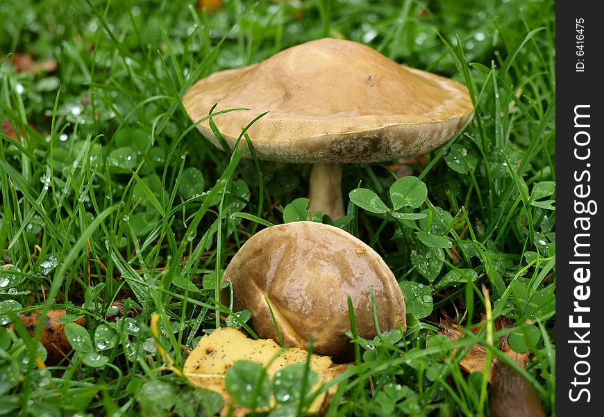 Two mushrooms in a field