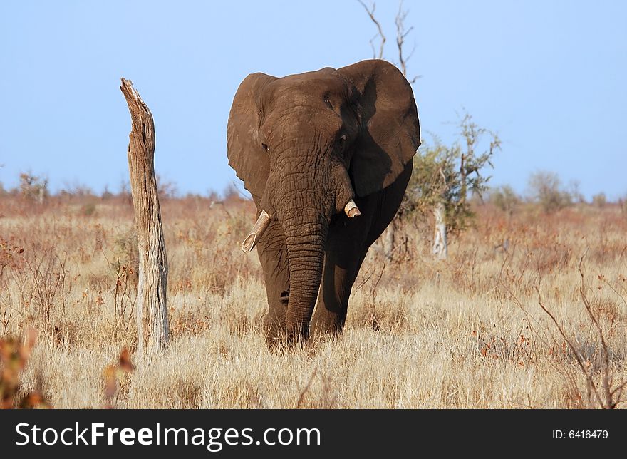 A very old African Elephant