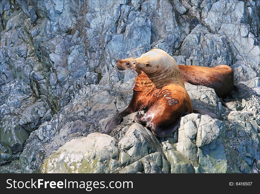 Steller Sea Lions