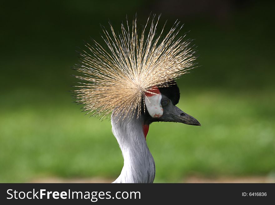 A crowned crane head on a green grass pattern. The photo has been taken at the Cornelle Animal park in Italy.