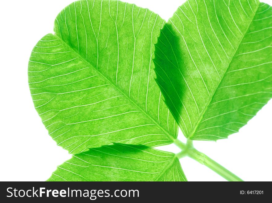 Close up image of green leaves. Close up image of green leaves