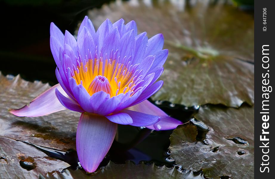 A bloom of a blue water lily - Nymphaea caerulea