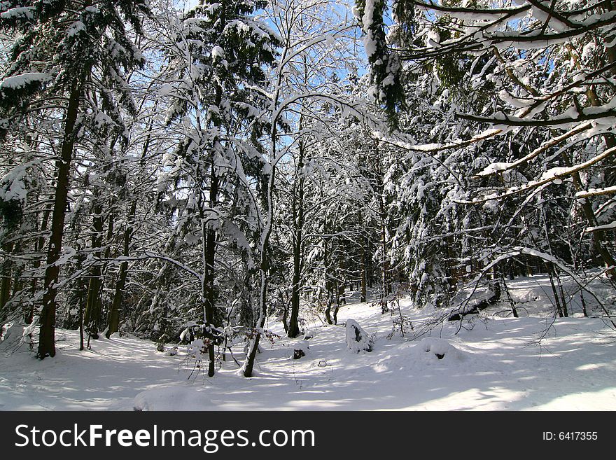 The photograph of the winter in the forest, the snow overlies trees. The photograph of the winter in the forest, the snow overlies trees