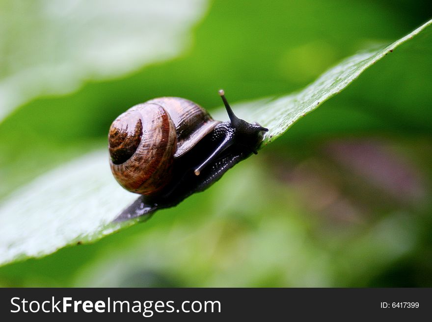 A brown Snail on a Green Leaf. A brown Snail on a Green Leaf