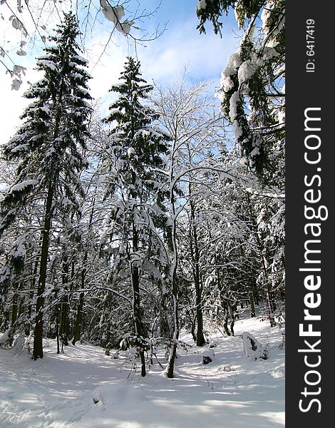 The photograph of the winter in the forest, the snow overlies trees. The photograph of the winter in the forest, the snow overlies trees