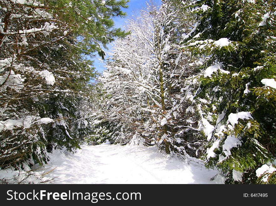 The photograph of the winter in the forest, the snow overlies trees. The photograph of the winter in the forest, the snow overlies trees