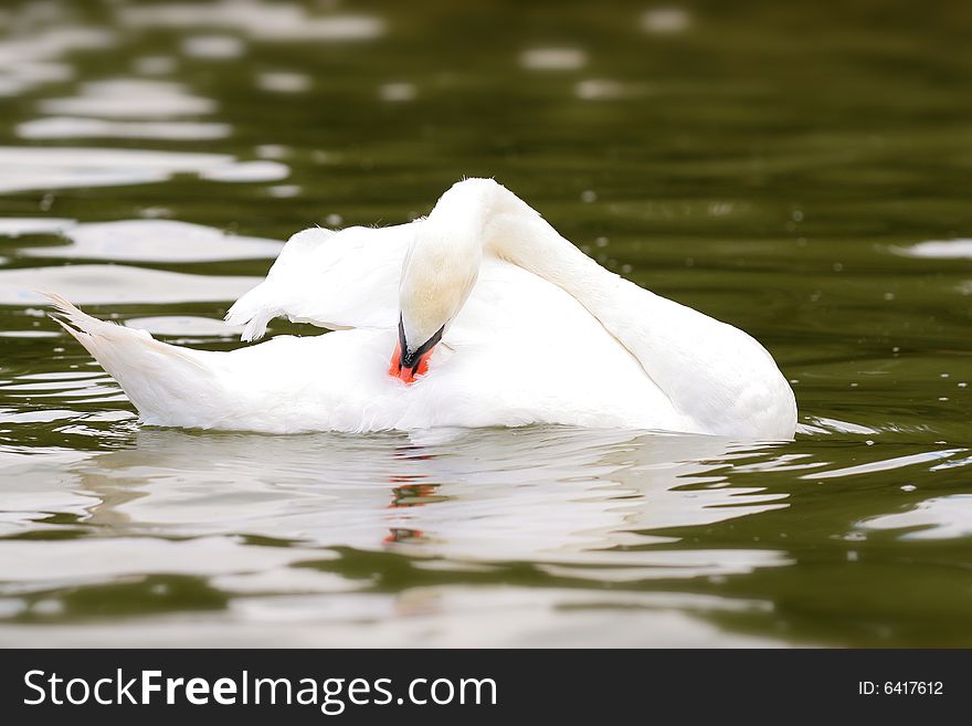 Photographers of dumb swans on Polish lakes
