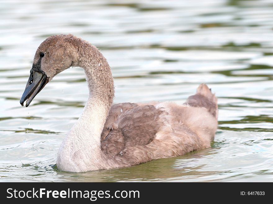 Photographers of dumb swans on Polish lakes. Photographers of dumb swans on Polish lakes