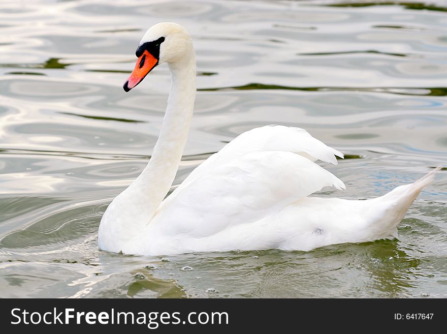 Photographers of dumb swans on Polish lakes. Photographers of dumb swans on Polish lakes