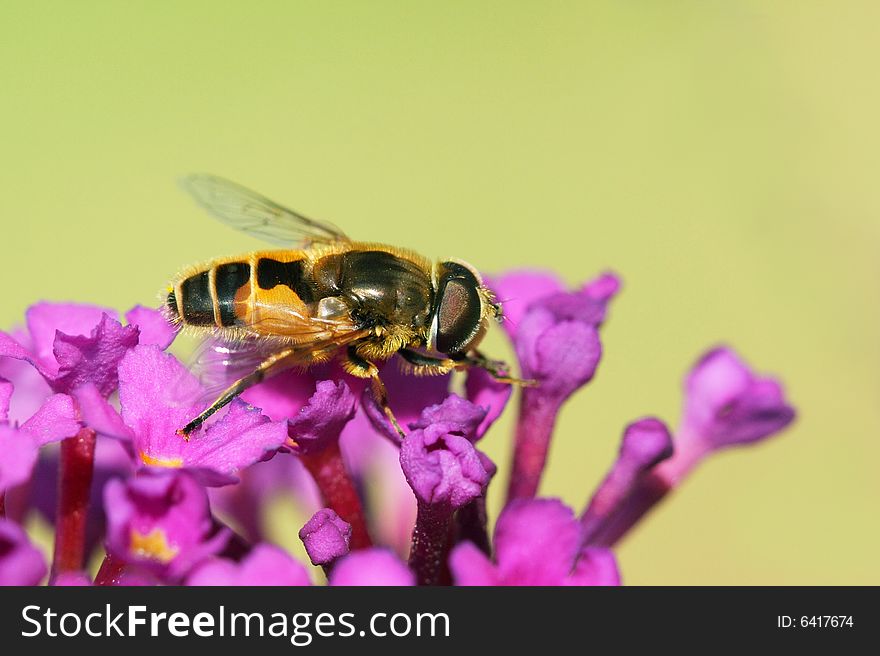 Hoverfly