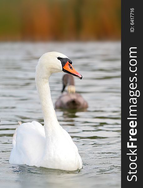Photographers of dumb swans on Polish lakes. Photographers of dumb swans on Polish lakes