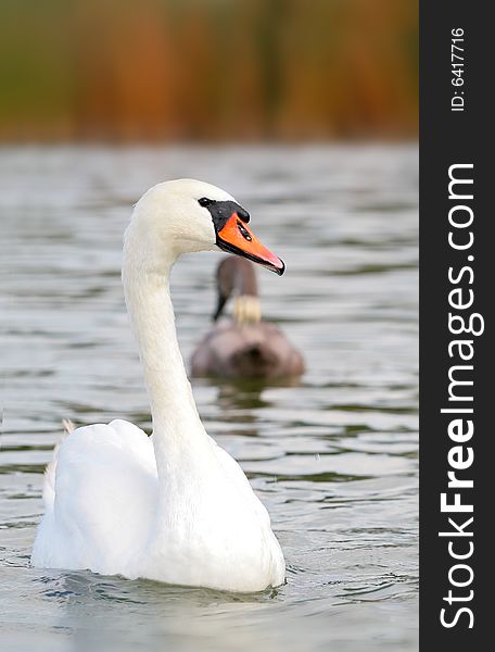 Cygnets