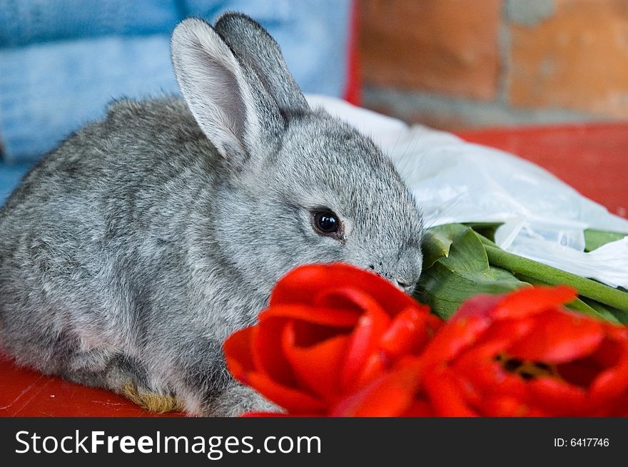 Gray rabbit  sitting behind red flowers