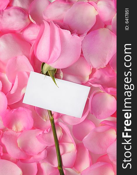 Romantic background with rose, petals and empty white tag. Romantic background with rose, petals and empty white tag