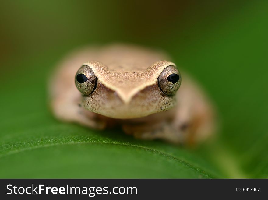 Frog on a leaf