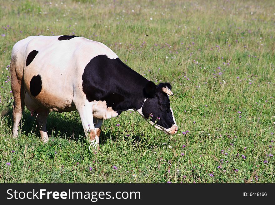 Black and white spotty cow on a meadow. Black and white spotty cow on a meadow