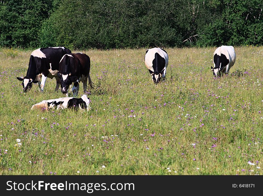 Black and white spotty cow on a meadow. Black and white spotty cow on a meadow