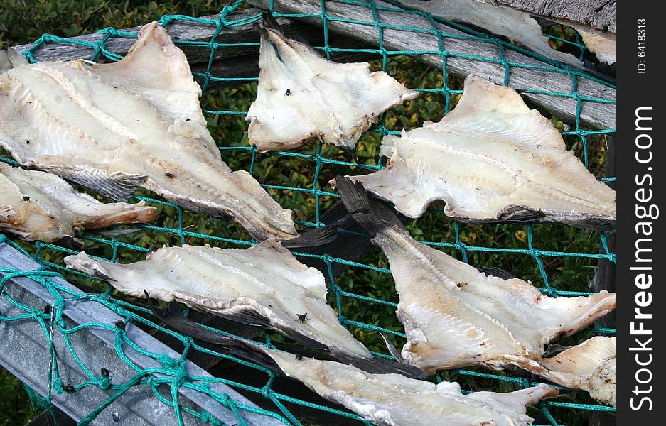 Drying Codfish