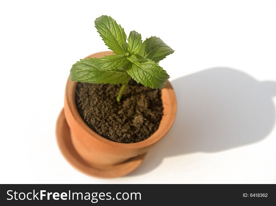 Small clay pot with herb. Small clay pot with herb