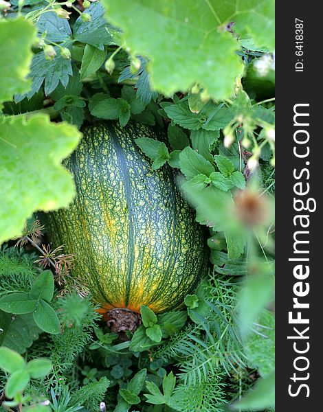 A pumpkin in a pumpkin patch. A pumpkin in a pumpkin patch