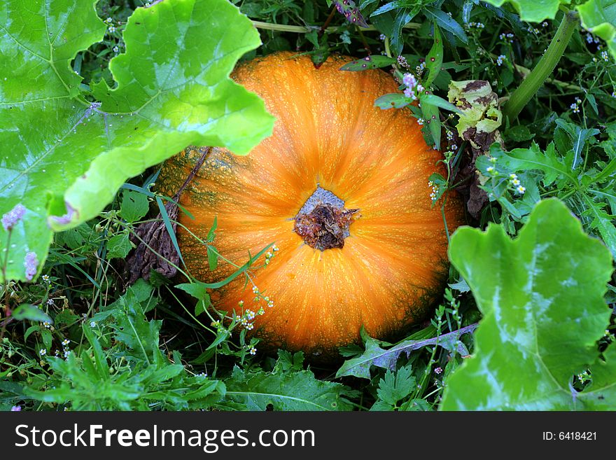 A pumpkin in a pumpkin patch