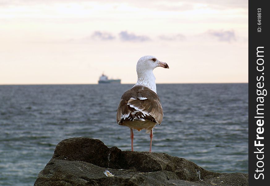 Seagull looking out over the ocean with a boat in the background. Seagull looking out over the ocean with a boat in the background