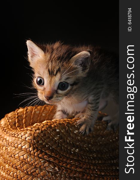 Portrait of newborn small kitten - bengal breed. Portrait of newborn small kitten - bengal breed