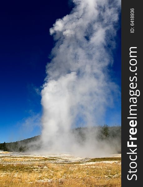 The Old Faithful Geyser in Yellowstone National Park