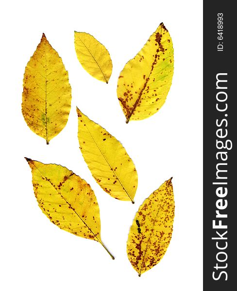 Autumn yellow leaves isolated on white background. Autumn yellow leaves isolated on white background