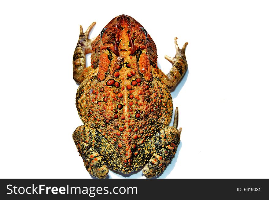 Top view of brown toad on white background