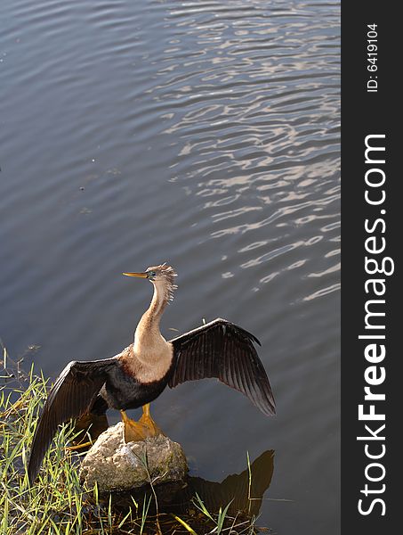 An anhinga bird stands on a rock with wings spread to dry in the sun.