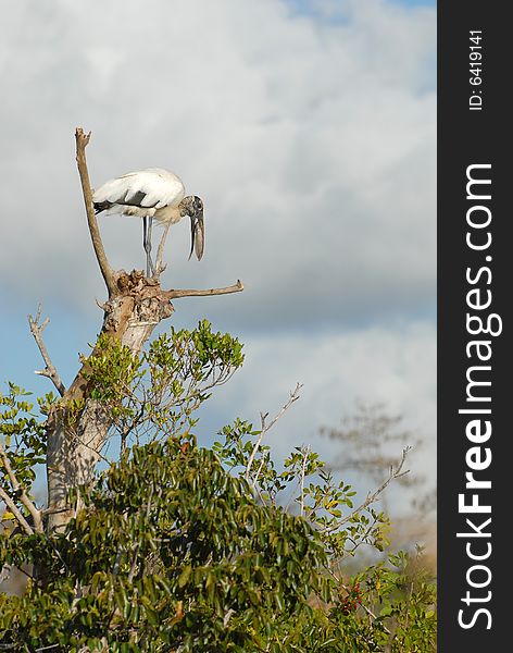 An endangered Florida wood stork lands in a tree to eat his fish.
