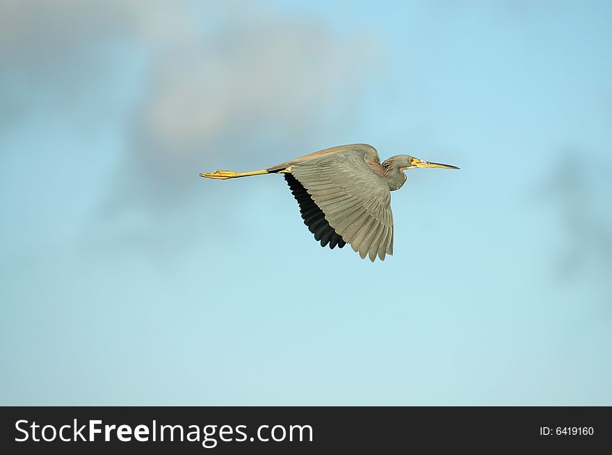 Tricolored Heron In Flight