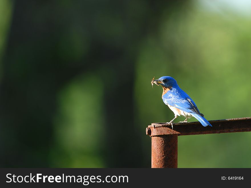 The eastern bluebird is the Missouri state bird.
