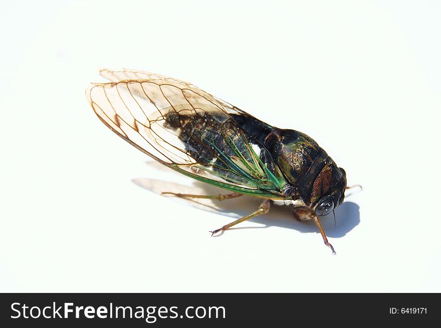 Ugly noisy bug called cicada on white background