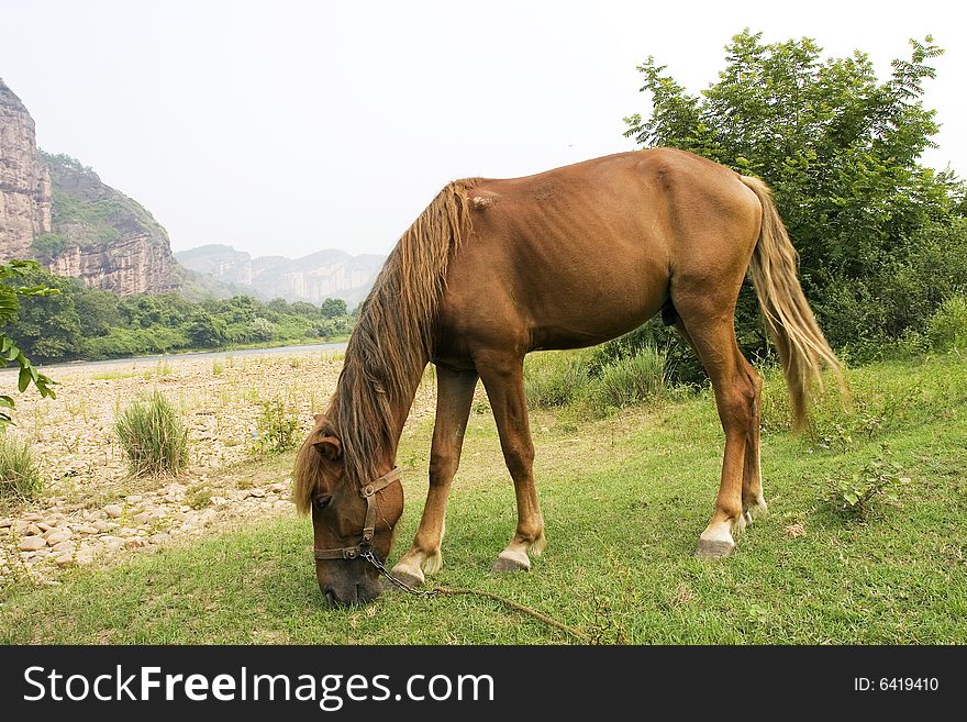 The horse in a meadow . it looks very beautiful