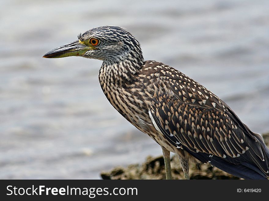 Juvenile Yellow Crowned Night Heron