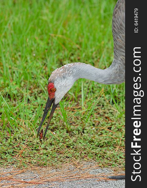 Sandhill crane eating a beetle for lunch.