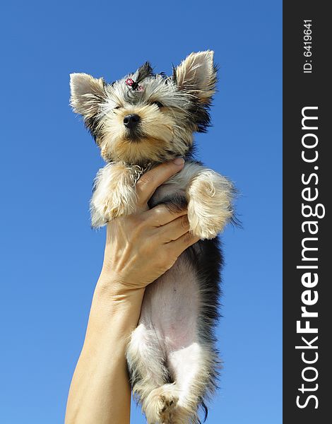 Puppy up high on a blue sky. Puppy up high on a blue sky