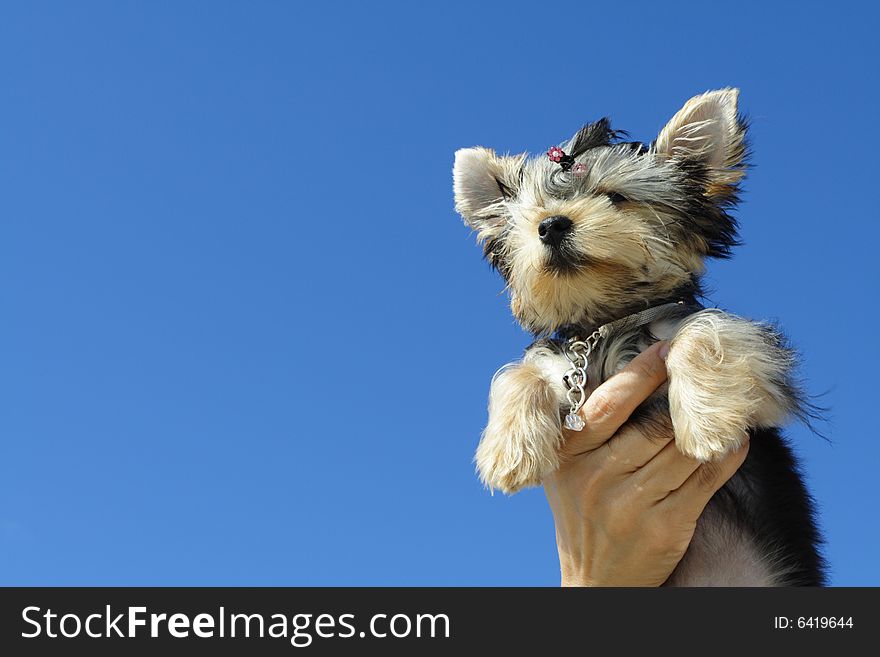 Puppy up high on a blue sky. Puppy up high on a blue sky