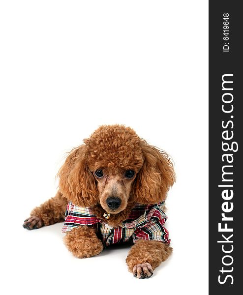 Brown toy poodle in classic poodle cut in a checkered shirt