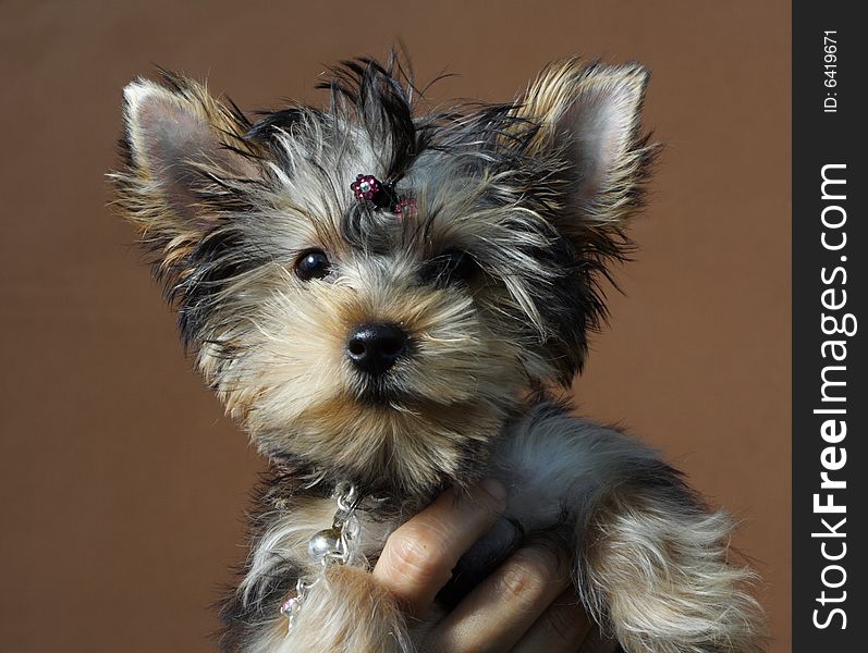 Adorable young yorkshire terrier on a brown matte background. Adorable young yorkshire terrier on a brown matte background