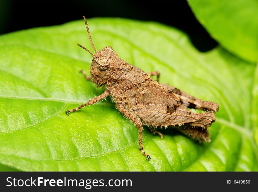 Macro of a young brown grasshopper sitting on leaf.
